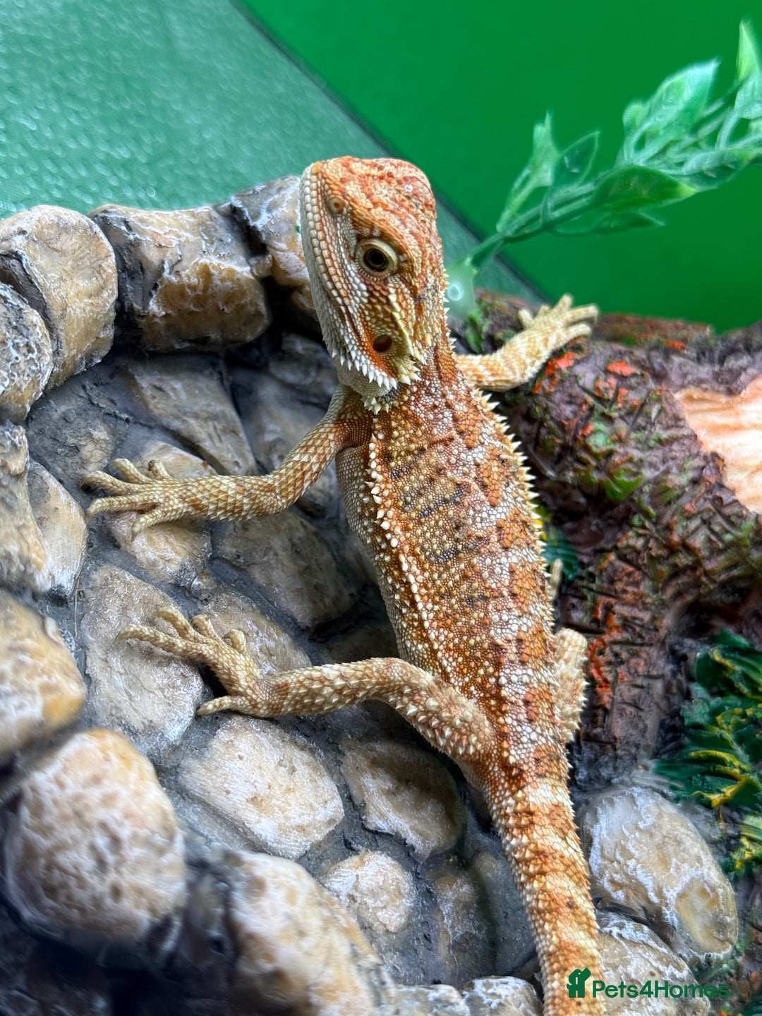 Bearded Dragon reptiles for sale: 🔥🔥🔥 BABY BEARDED DRAGONS 🔥🔥🔥 READY 2 GO 🔥🔥 - Image 22