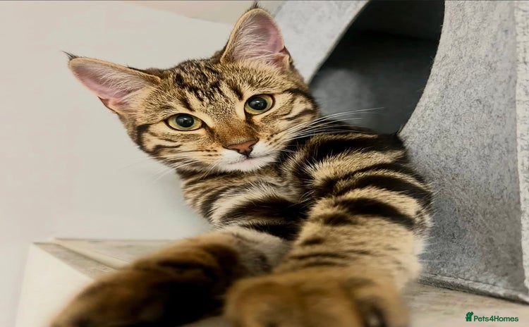 Mixed Breed cats - Advert 8