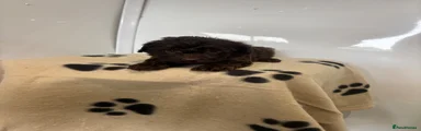 Cockapoo 7