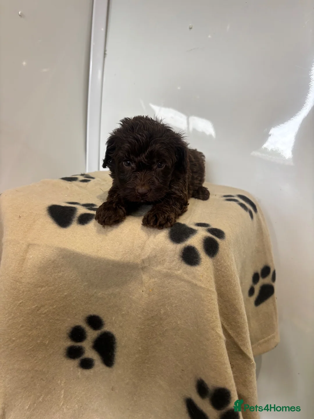 Cockapoo dogs for sale: CHOCOLATE F1 COCKAPOO  - Advert 17
