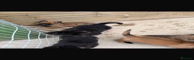 German Shepherd 8