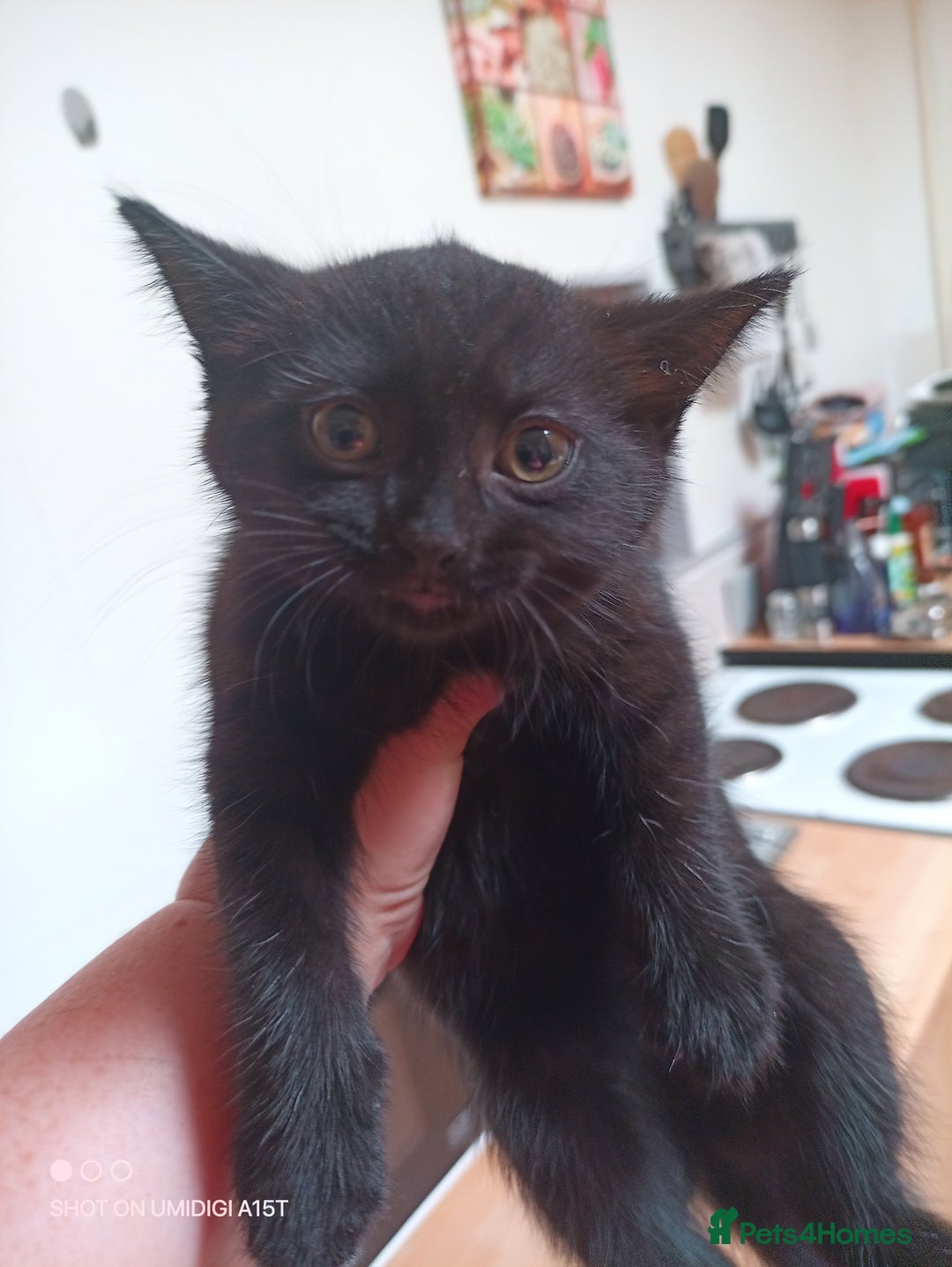 Mixed Breed cats for sale: 3 beautiful kittens - Image 2