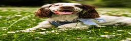 Cocker Spaniel dogs for stud: Dexter- Chocolate Roan Cocker Spaniel  in Dudley - Advert 5