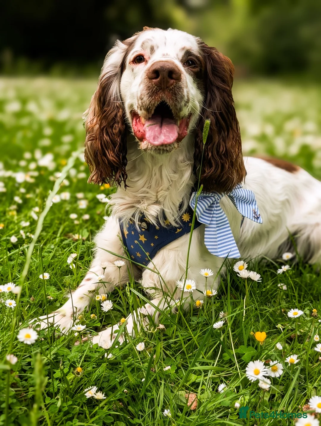 Cocker Spaniel dogs for stud: Dexter- Chocolate Roan Cocker Spaniel  in Dudley - Advert 5