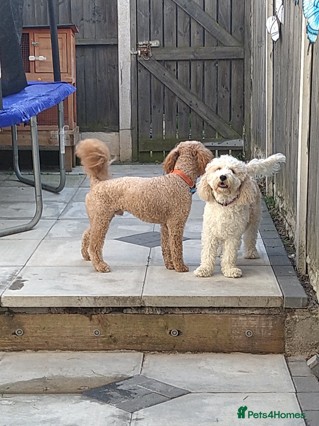 Mixed Breed dogs for sale: Cavapoochon pups litter due 13/09/25 7 confirmed  - Image 4