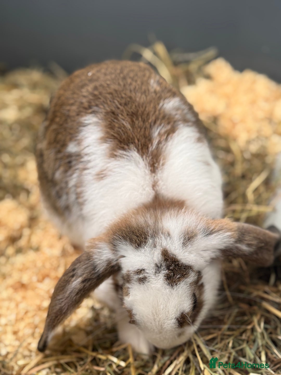 Cashmere Lop rabbits for sale: Alvin and Ronnie - Image 5