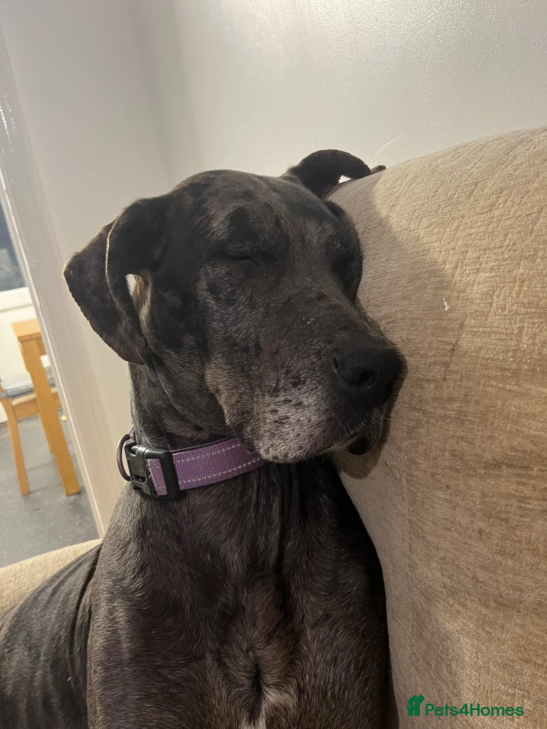 Great Dane dogs for sale: Great Dane Female 4 Years Old - Advert 9