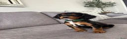 Cocker Spaniel dogs for sale: Beautiful tri coloured cocker spaniel pups   - Advert 33