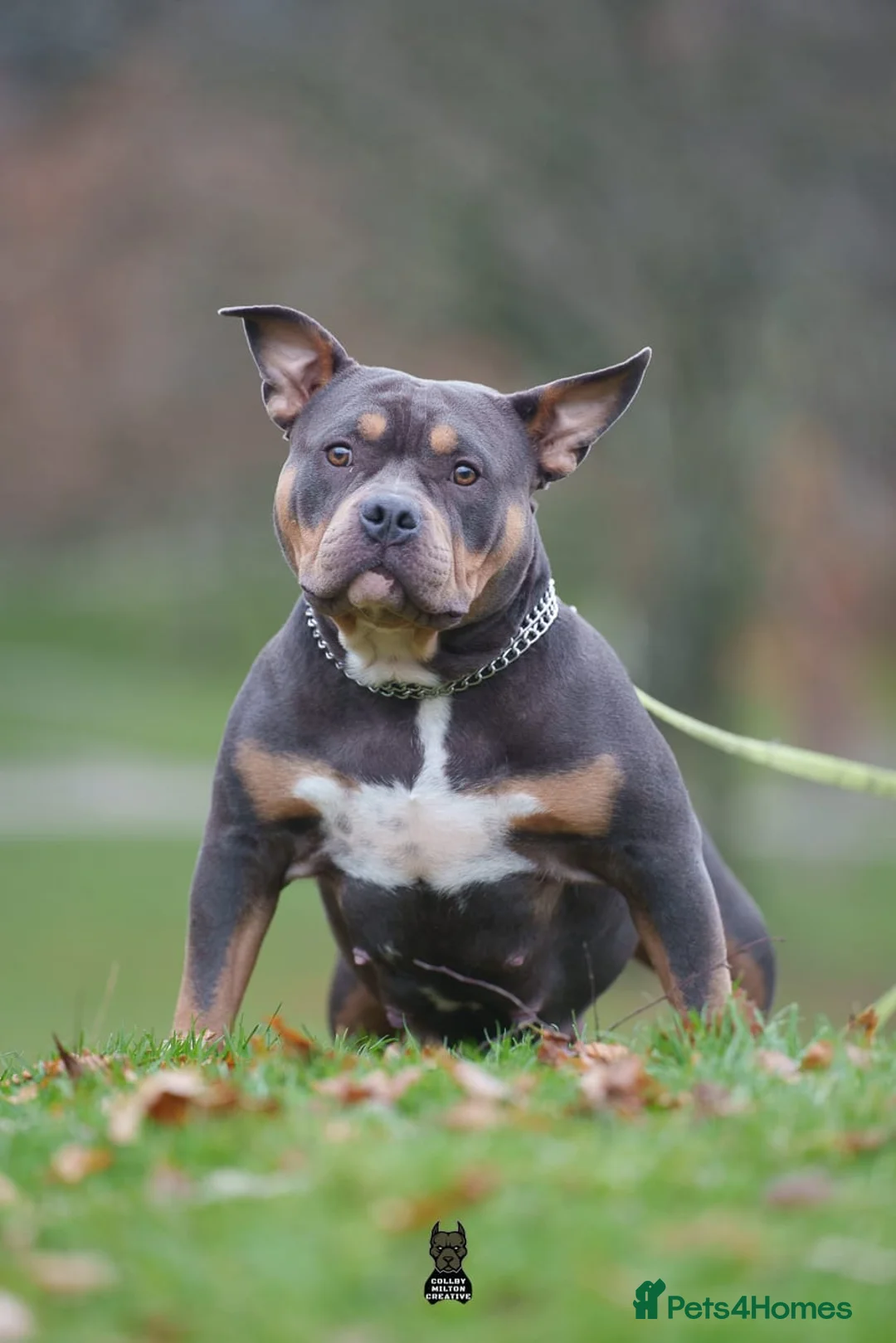 American Bully dogs for sale: Mila - blue tri 5x champion bloodline  - Advert 2