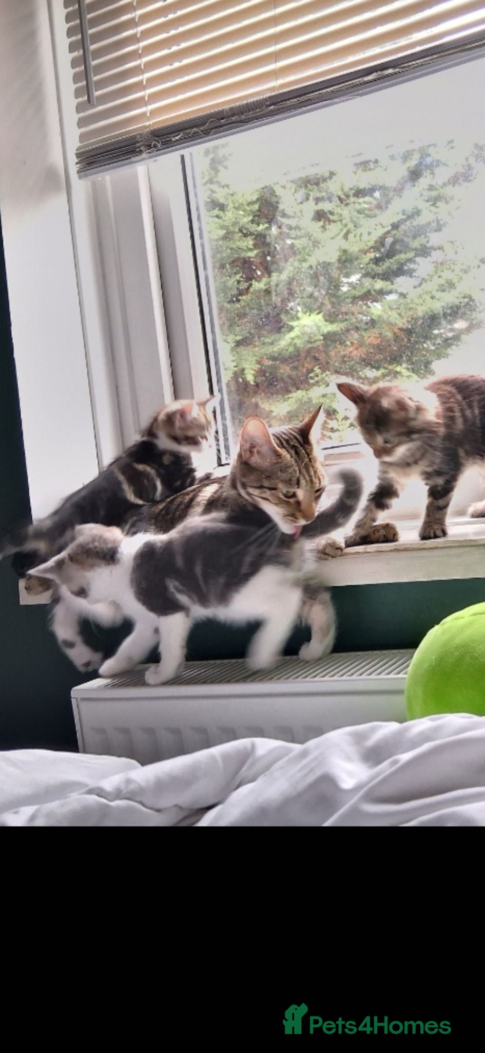 Mixed Breed cats Gorgeous mixed litter of kittens - Advert 1