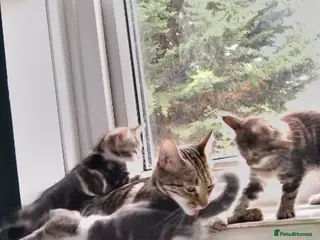 Mixed Breed cats Gorgeous mixed litter of kittens - Advert 4