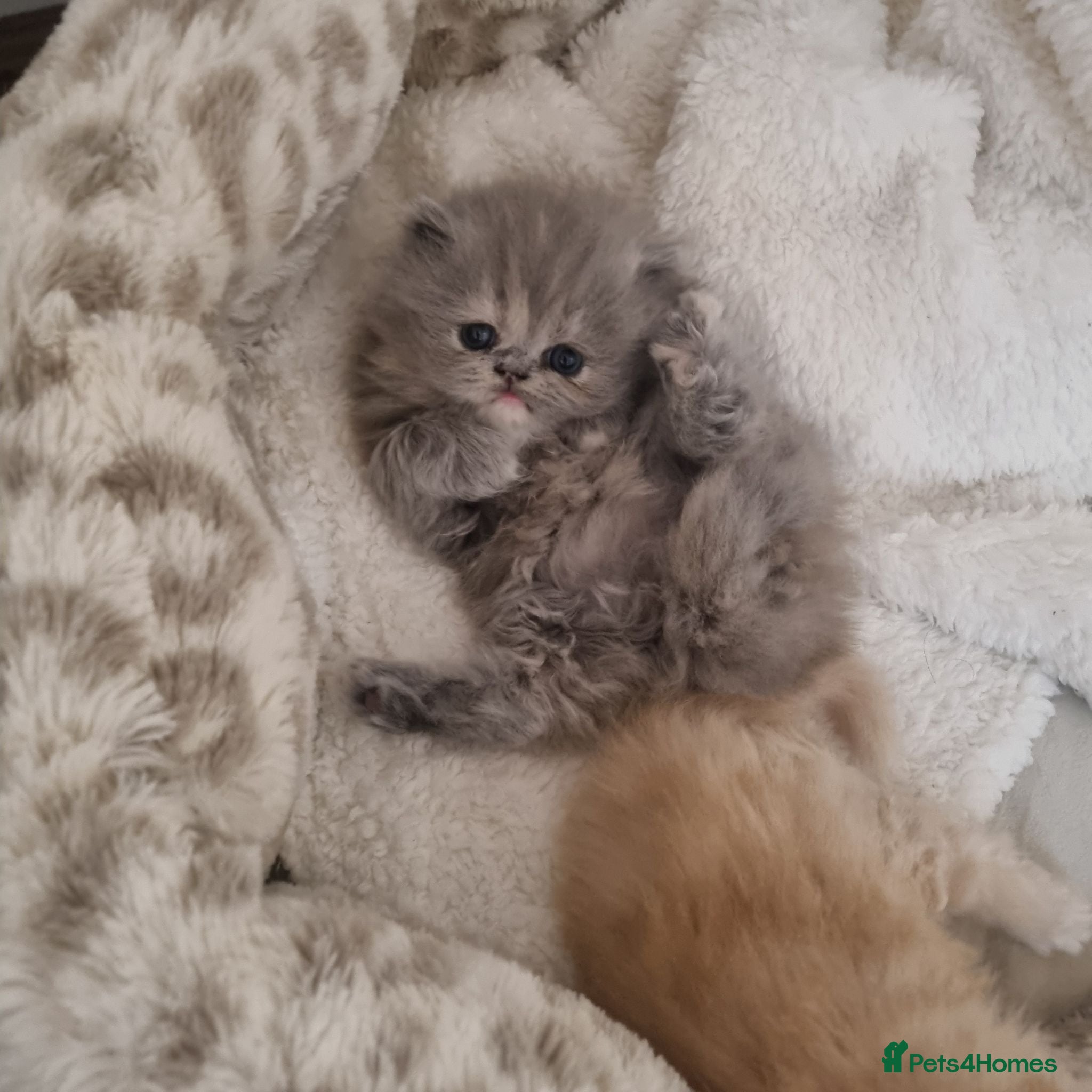 Persian cats Beautiful cream persian babies  - Advert 7