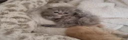 Persian cats for sale: Beautiful cream persian babies  - Advert 1