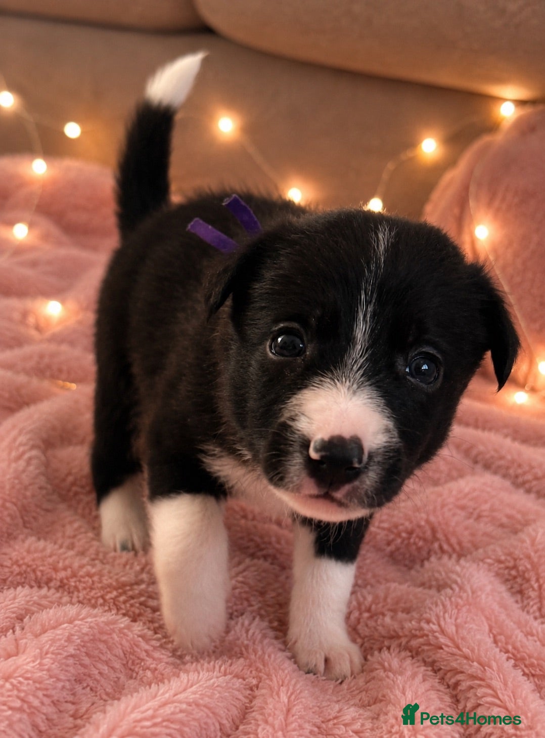 Border Collie dogs 3 gorgeous girlies left  🐾🥹 - Advert 6