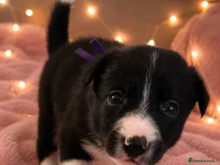 Border Collie dogs 3 gorgeous girlies left 🐾🥹 - Advert 1