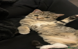 Mixed Breed cats for sale: BSH x Mixed breed female  - Image 2