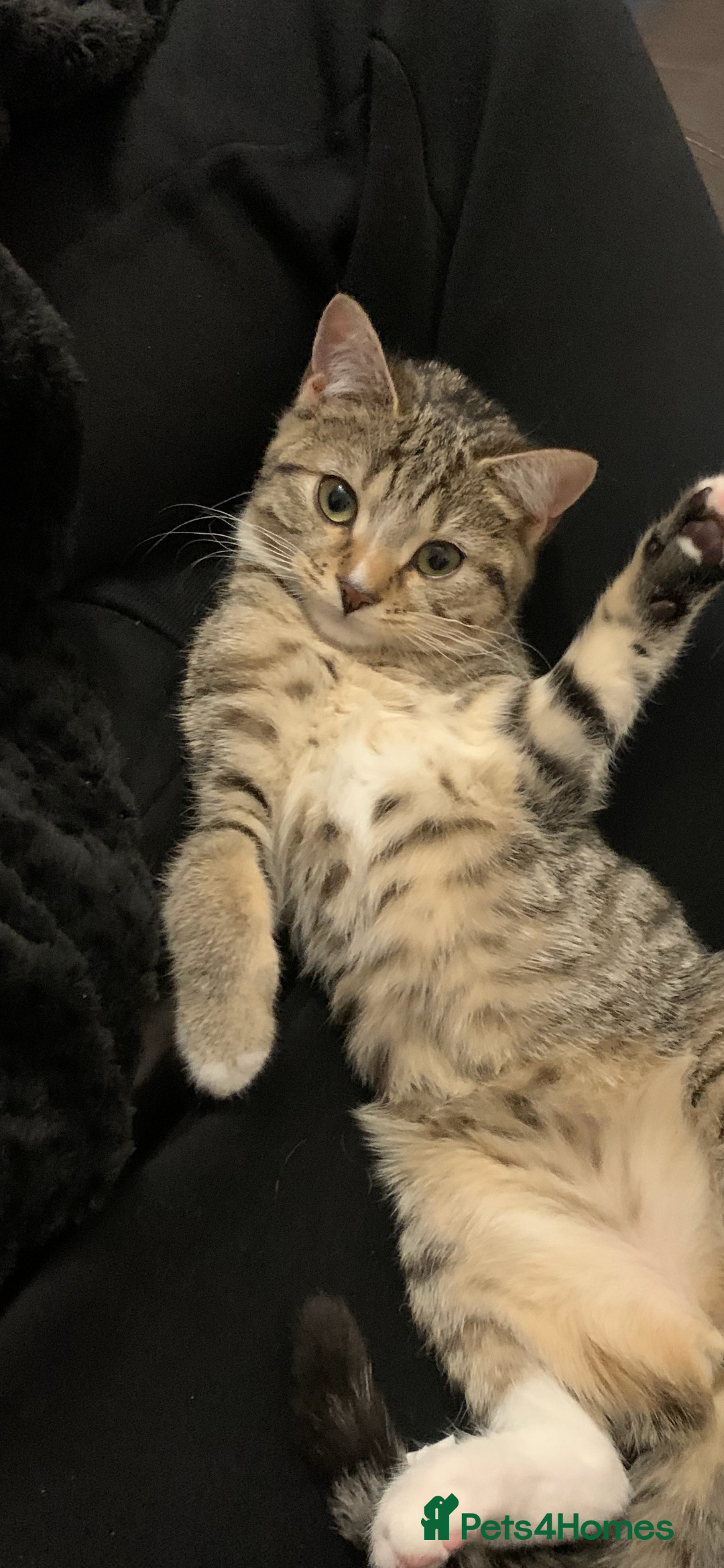 Mixed Breed cats for sale: BSH x Mixed breed female  - Image 2
