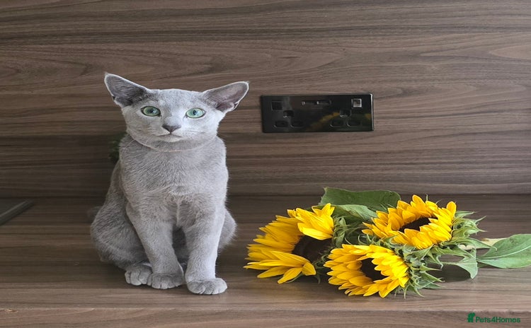 Russian Blue cats - Advert 8