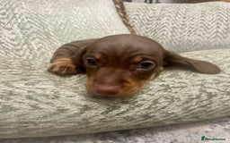 Miniature Dachshund dogs for sale: Stunning small Miniature Daschund’s - Image 2