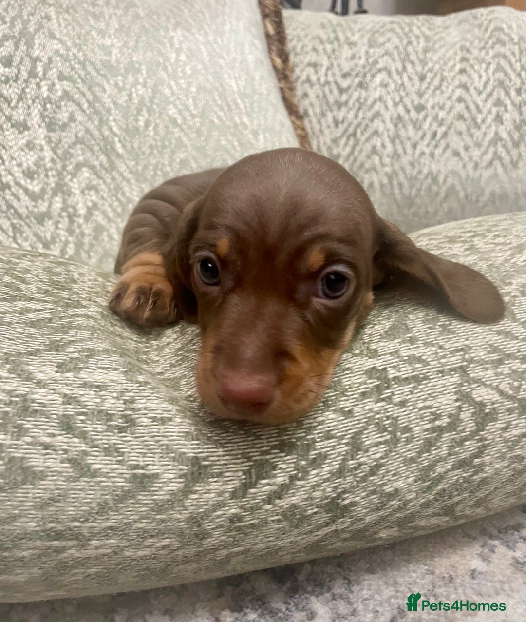 Miniature Dachshund dogs for sale: Stunning small Miniature Daschund’s - Image 2