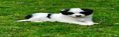 Border Collie 2