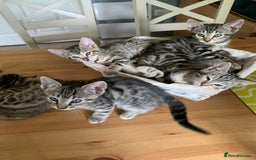 Bengal cats for sale: Bengal cross - Image 4