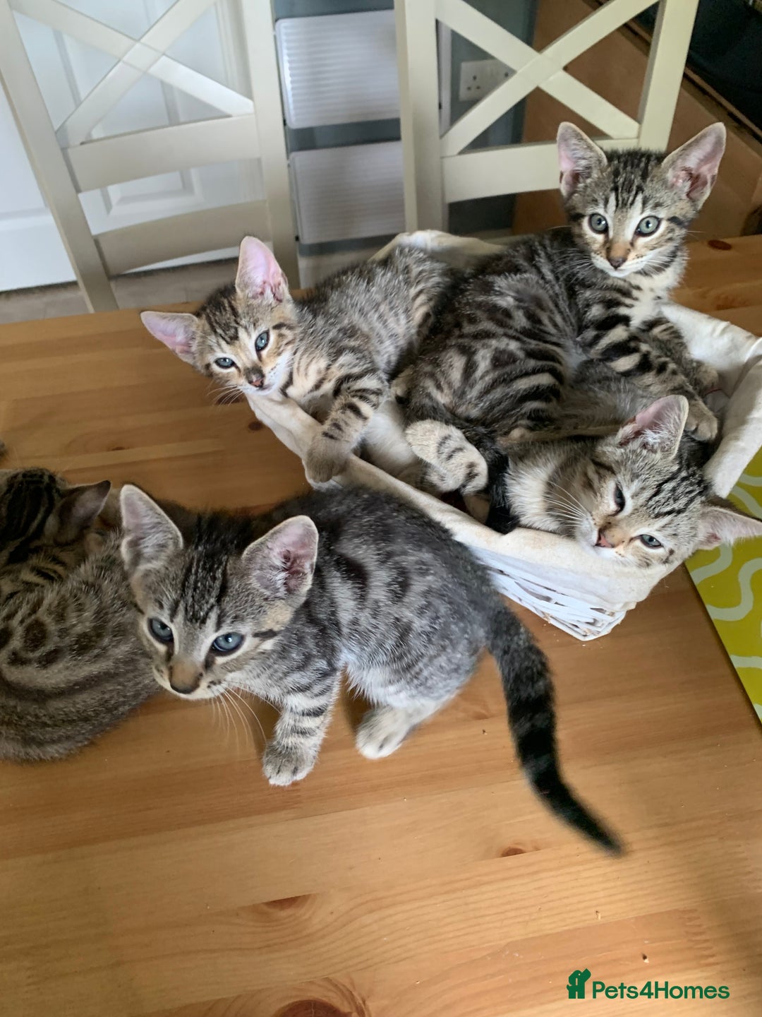 Bengal cats for sale: Bengal cross - Image 4