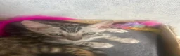 Bengal cats for sale: Silver bengal kittens - Advert 7