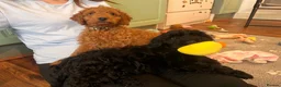 Cockapoo dogs for sale: Cockapoo Puppies- only 1 remaining - ready now  - Advert 3