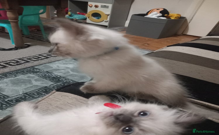 Ragdoll cats - Advert 9