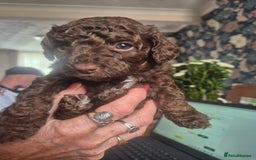 Sproodle dogs for sale: Beautiful Sproodles 1 black girl&1 chocolate boy - Image 3