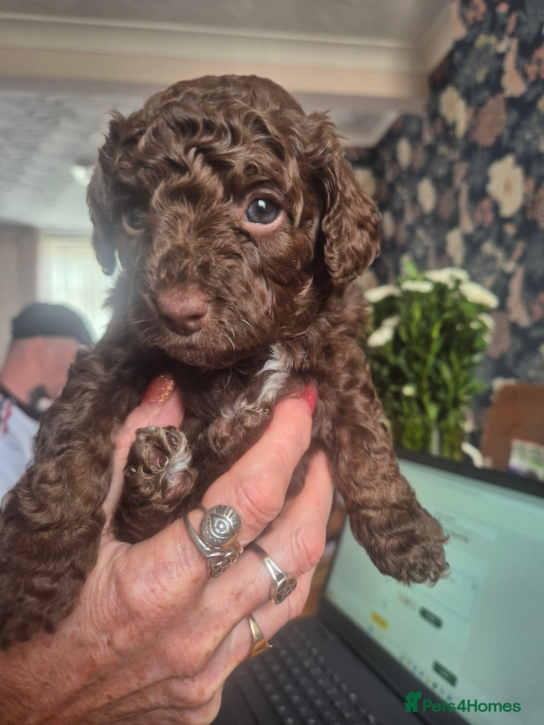 Sproodle dogs for sale: Beautiful Sproodles 1 black girl&1 chocolate boy - Image 3