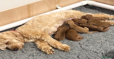 Cockapoo dogs - Advert 1