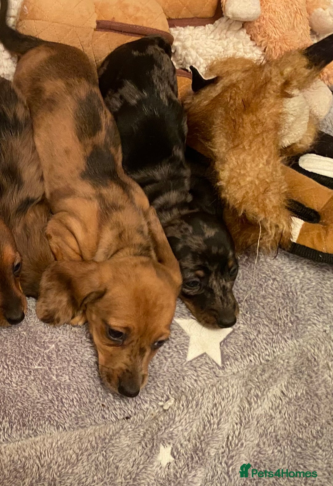 Miniature Dachshund dogs for sale: MINIATURE DACHSHUND PUPPIES  - Advert 21