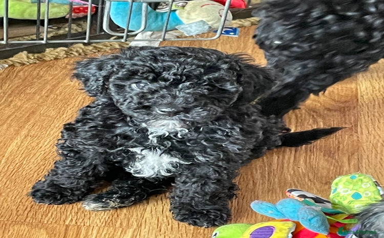 Cavapoo dogs - Advert 2