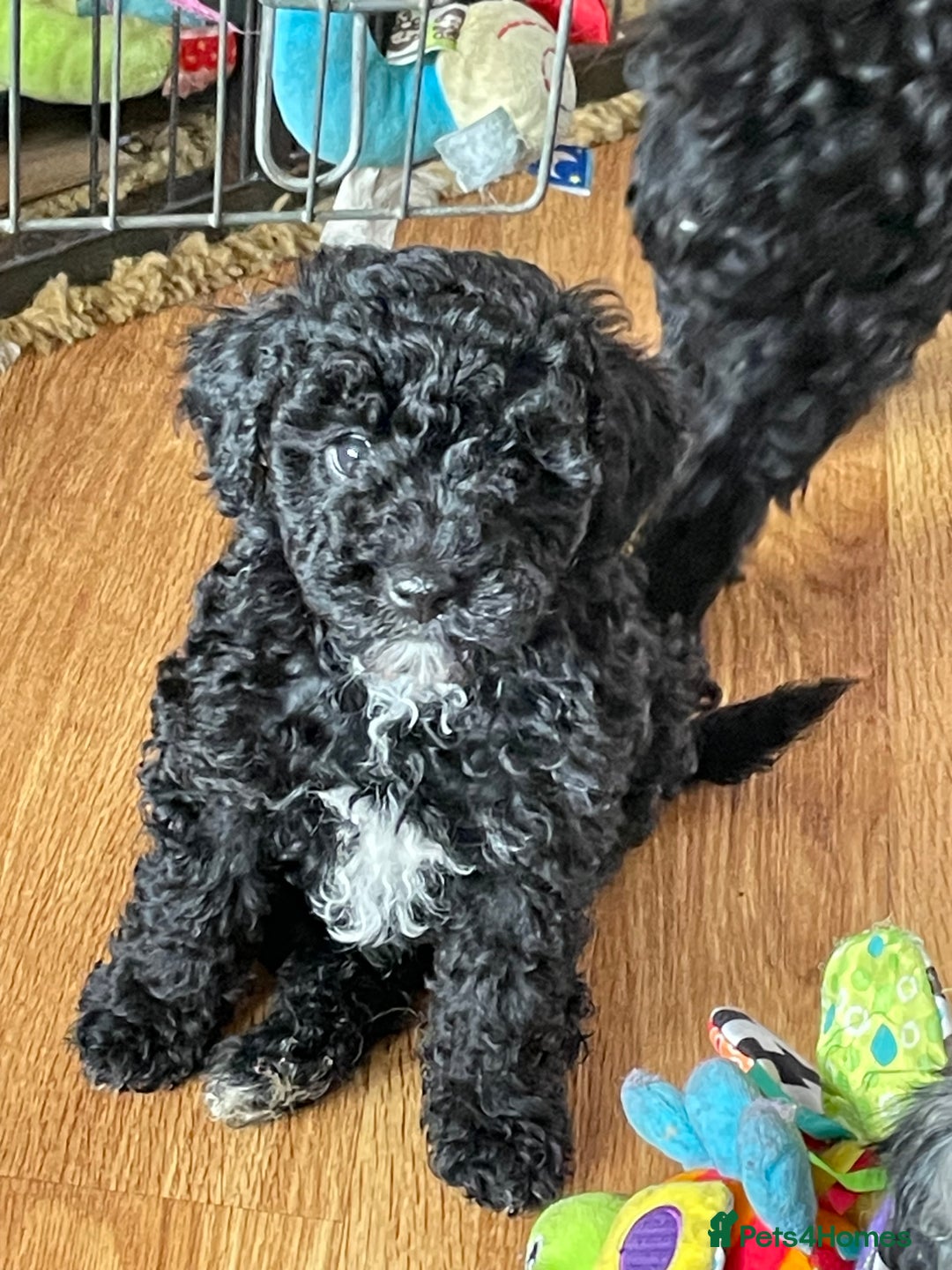 Cavapoo dogs for sale: Beautiful little girl looking for her forever home - Image 1