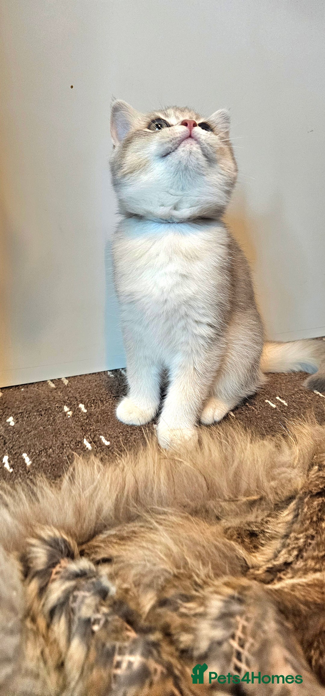 British Shorthair cats for sale: BSH GOLDEN KITTENS - Advert 3