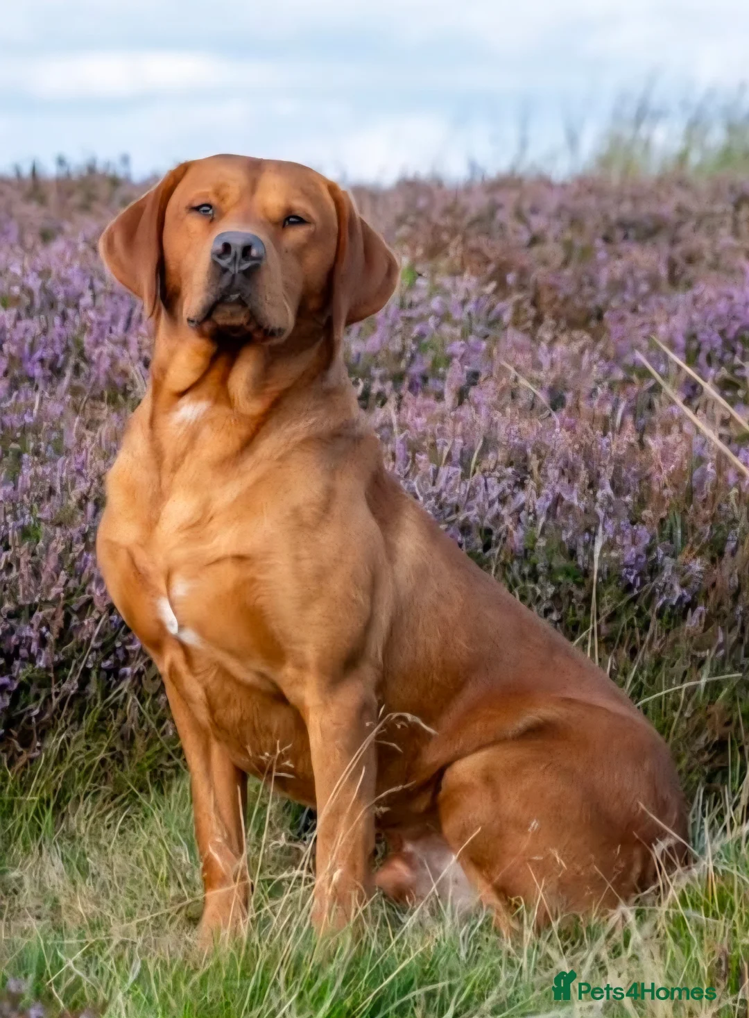 Labrador Retriever dogs for sale: Kc Registered Black Labrador Puppy  - Advert 2