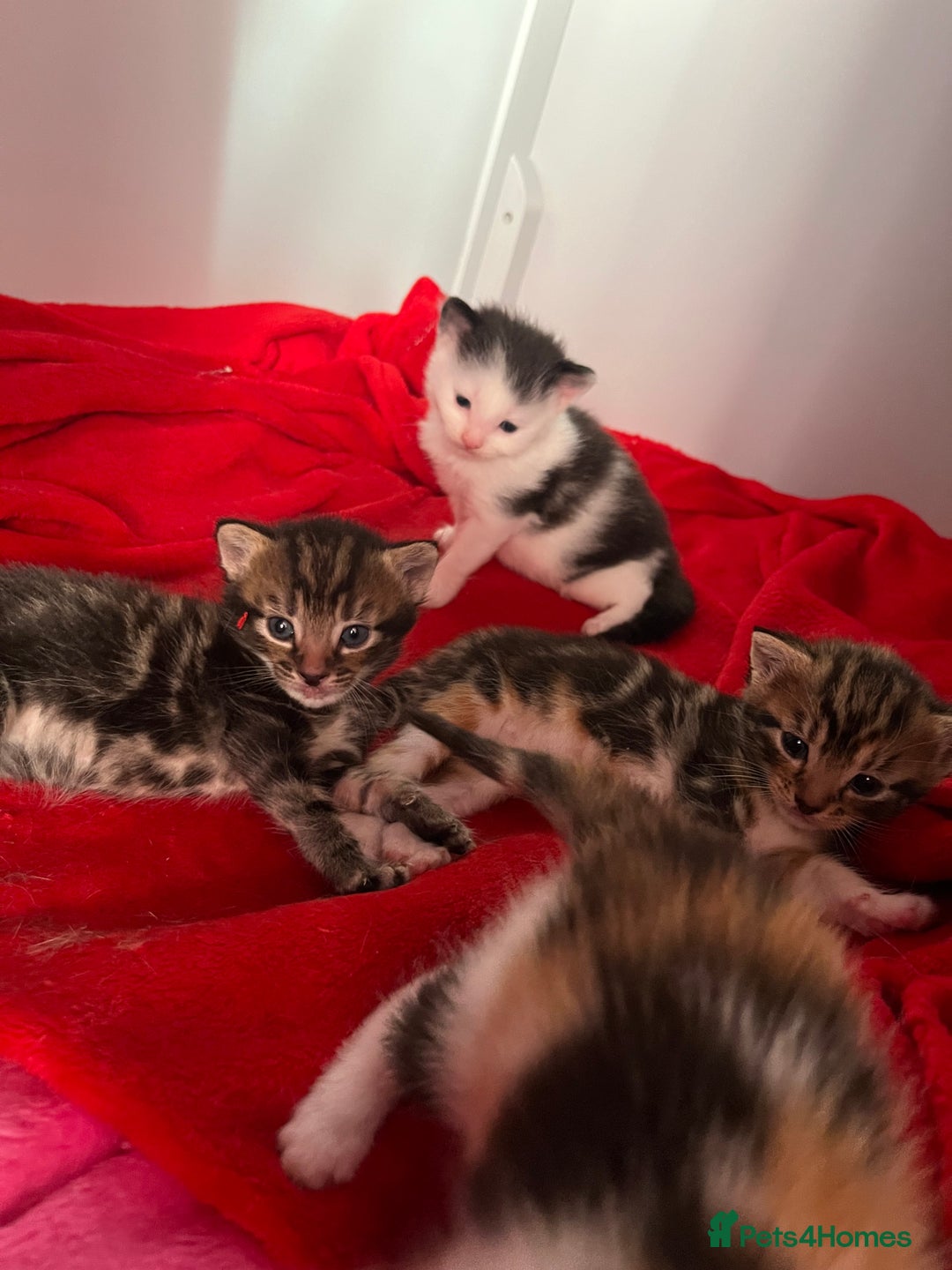 Domestic Shorthair cats for sale: Beautiful Kittens  in Godalming - Image 12