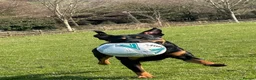 Mixed Breed dogs for stud: rottie x for stud in Bridport - Advert 5