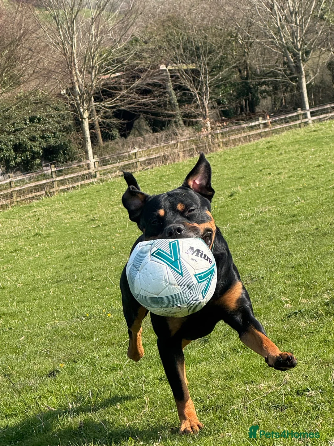 Mixed Breed dogs for stud: rottie x for stud in Bridport - Advert 5