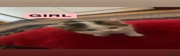 Mixed Breed cats for sale: Healthy beautiful kittens - Advert 2