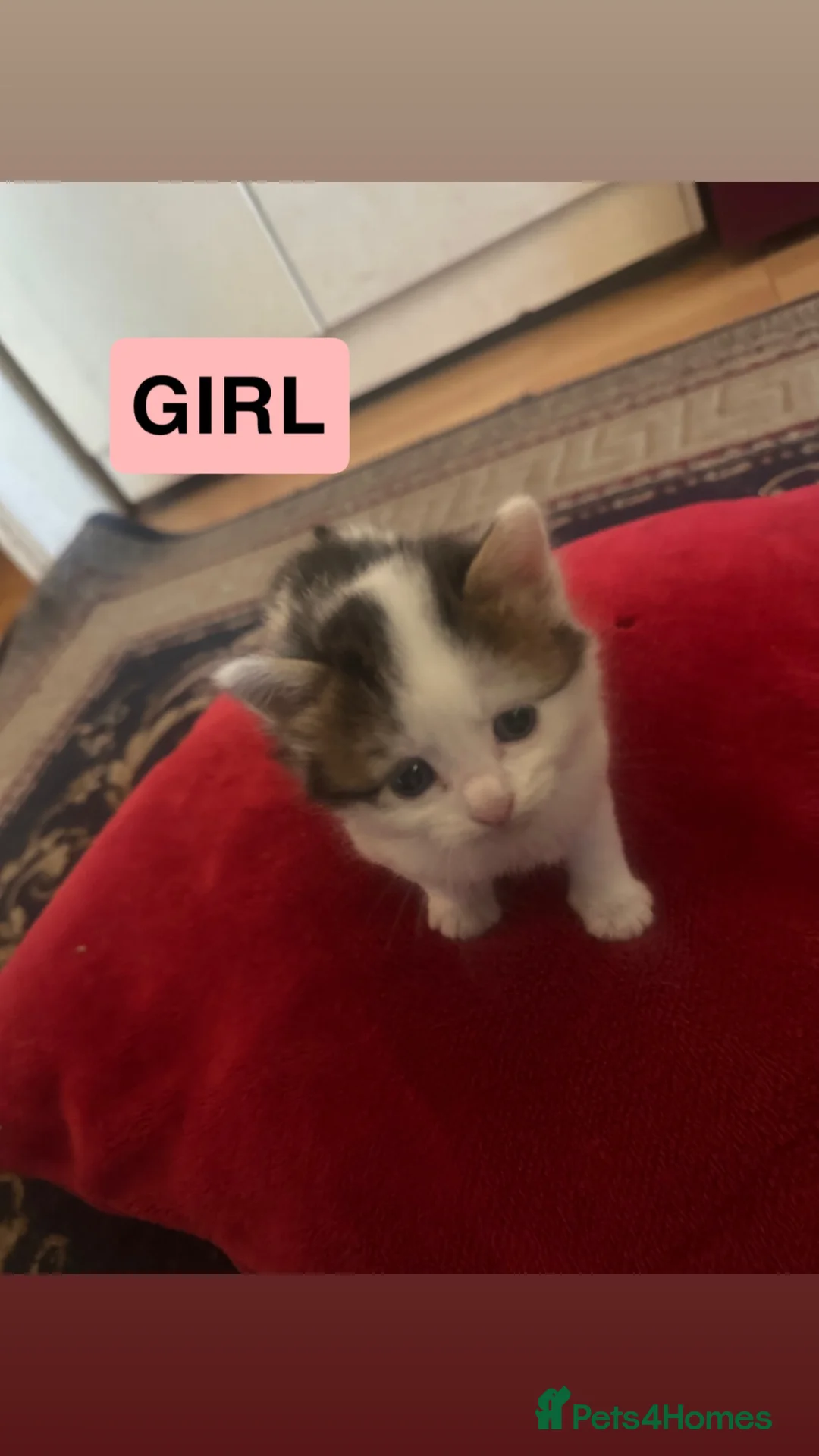 Mixed Breed cats for sale: Healthy beautiful kittens - Advert 2
