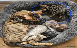 Bengal cats for sale: Male bengal - last kitten left - Image 6