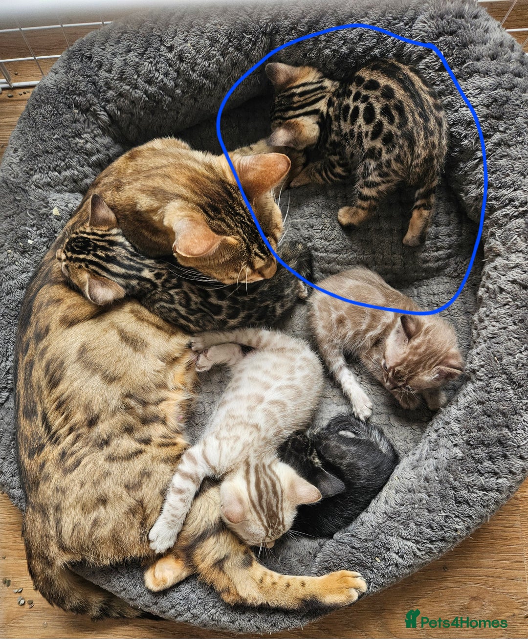 Bengal cats for sale: Male bengal - last kitten left - Image 6