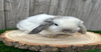 Mini Lop rabbits - Advert 3