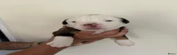 Olde English Bulldogge dogs for sale: Olde English fluffy Bulldogges in Bromsgrove - Advert 27