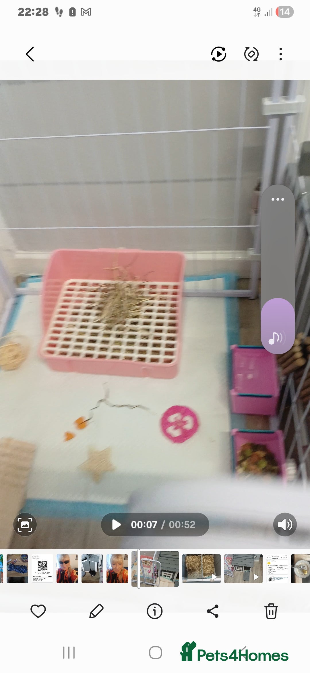 English Lop rabbits for sale: 2 male lop eared rabbits - Advert 4