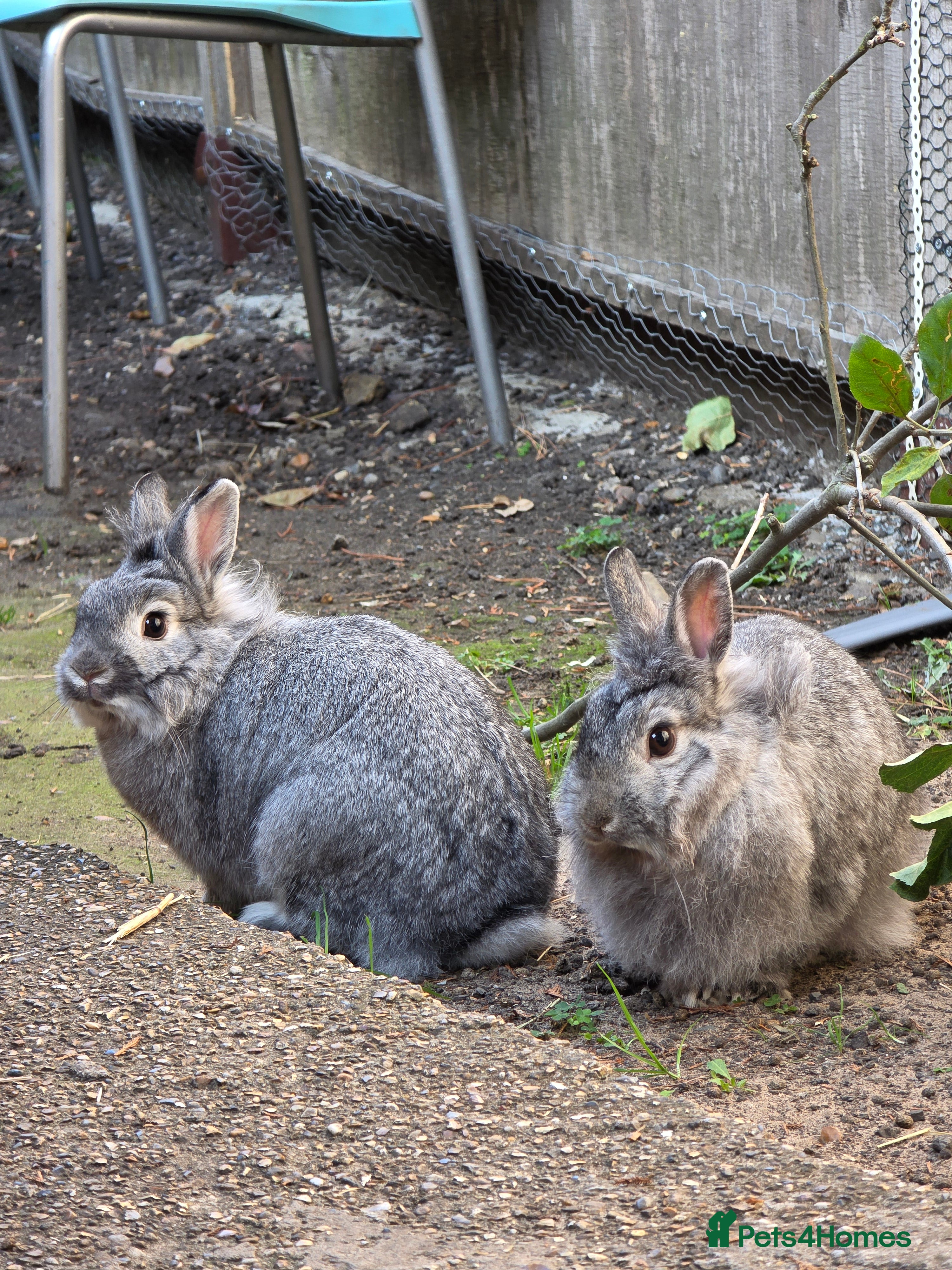 Dwarf Lop rabbits Bunny  - Advert 10