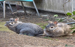 Dwarf Lop rabbits for sale: Bunny  - Image 1